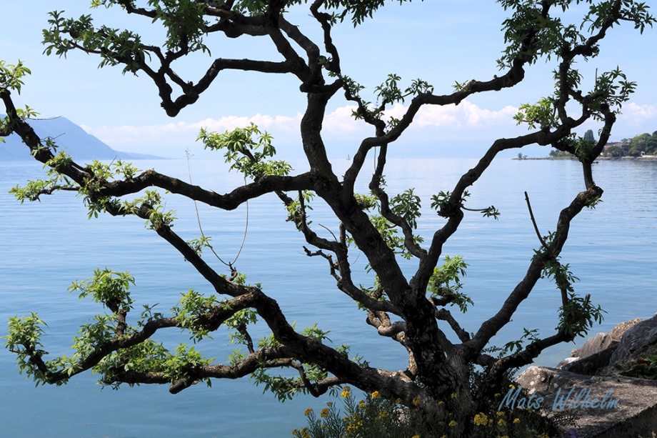 Lake Geneva Montreux